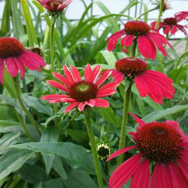 Coneflower 'Sombrero Salsa Red'