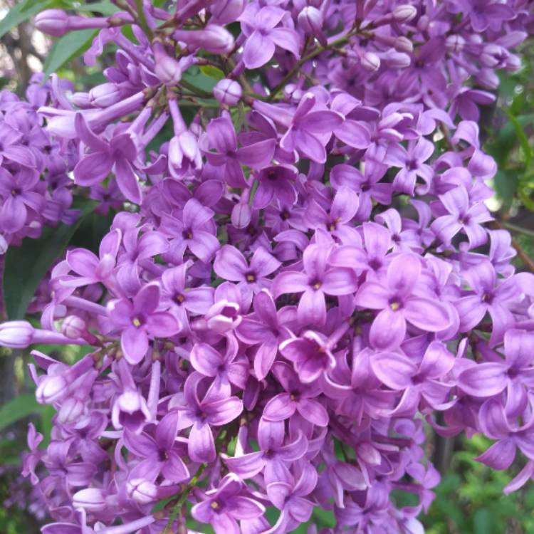 Plant image Syringa x persica