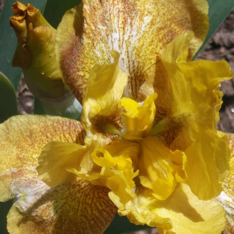 Plant image Iris x germanica 'Andalou'