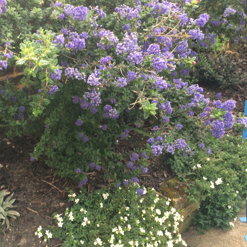 Plant image Ceanothus 'Dark Star'