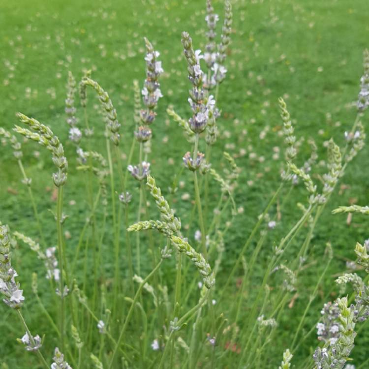 Plant image Lavandula x intermedia 'Edelweiss'