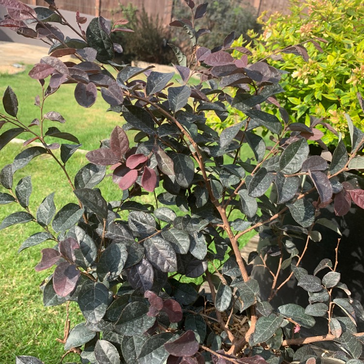 Plant image Loropetalum chinense 'Black Pearl'