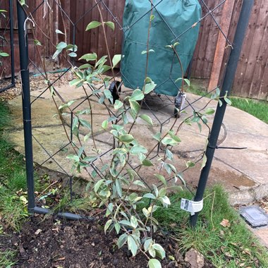 Trachelospermum jasminoides 'Variegatum'