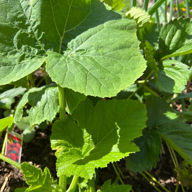 Plant image Cucurbita Pepo var. Cylindrica 'Romanesco'