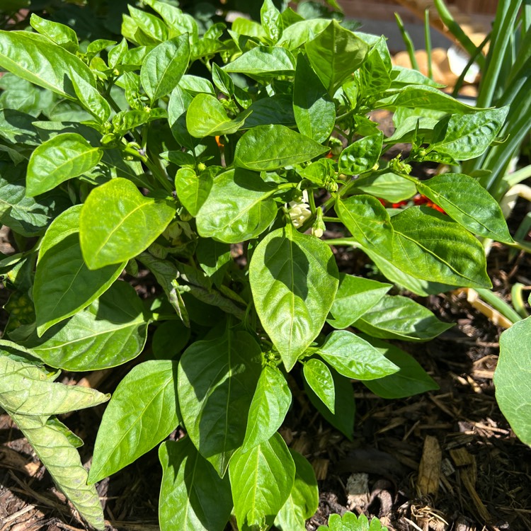 Plant image Capsicum 'Redskin'