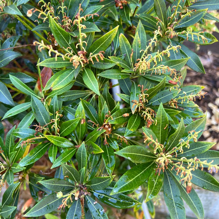 Plant image Pieris japonica 'Purity'