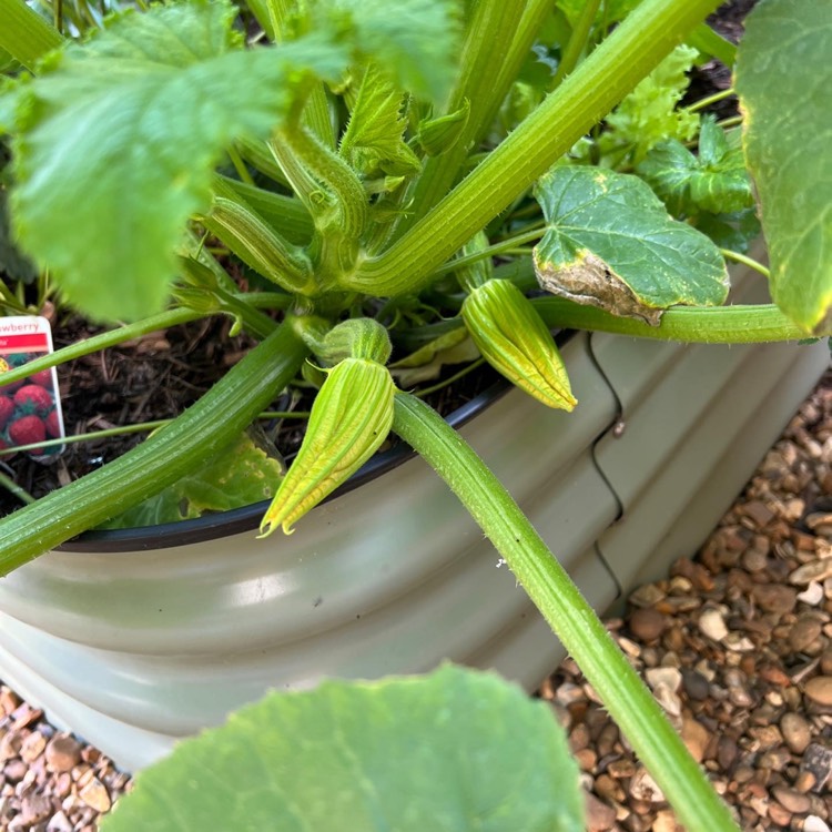 Plant image Cucurbita Pepo var. Cylindrica 'Romanesco'