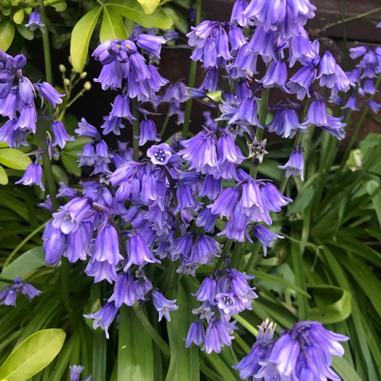 Plant image Mertensia virginica syn. Mertensia pulmonarioides