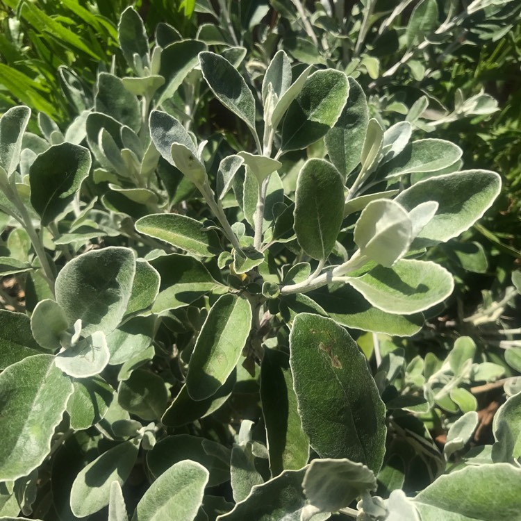 Plant image Senecio brachyglottis 'sunshine'