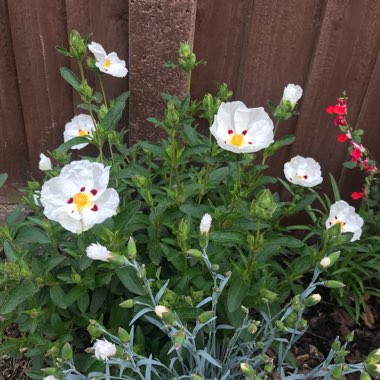 Cistus x aguilarii 'Maculatus'