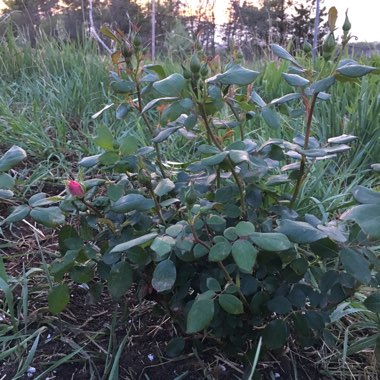 Rosa 'Radtkopink' syn. Rosa 'Pink Double Knock Out'