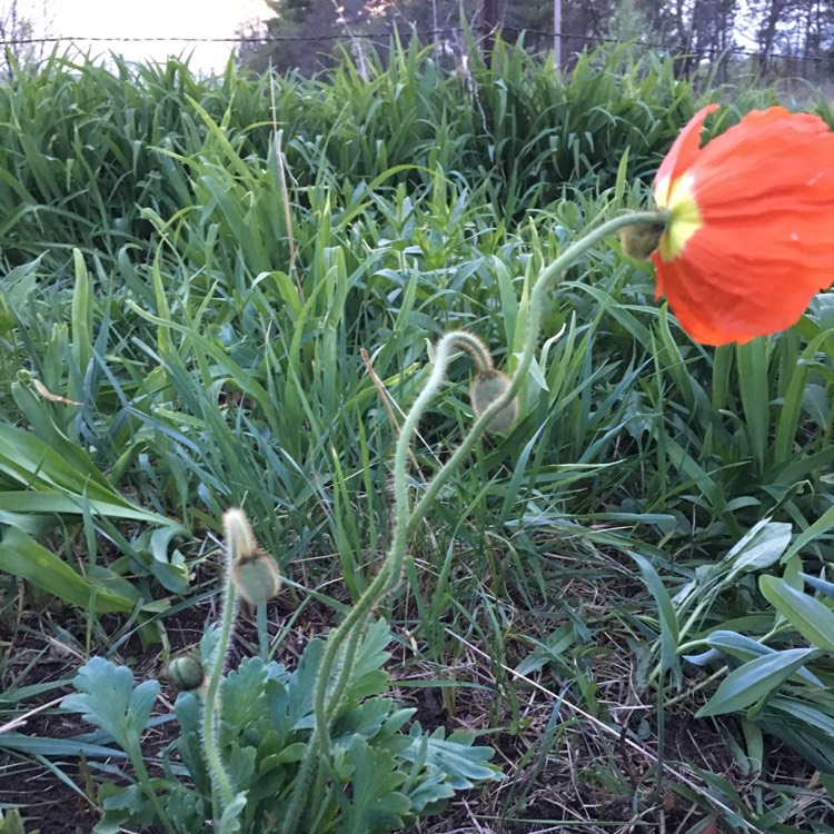 Plant image Papaver nudicaule 'Artist's Glory'