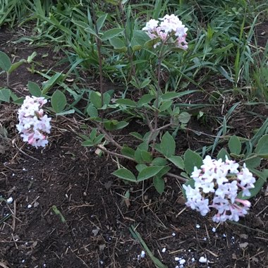 Viburnum carlesii 'Compactum'