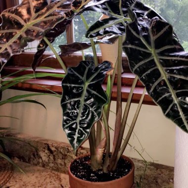 Alocasia x amazonica 'Polly'