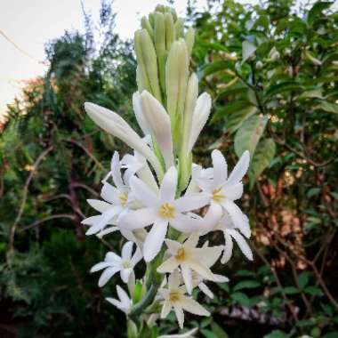 Polianthes tuberosa