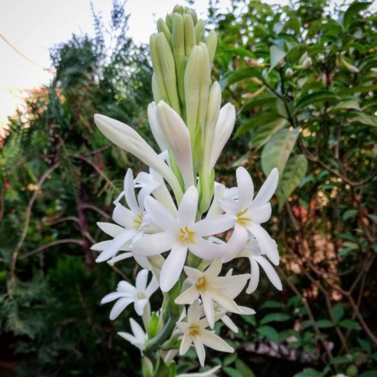 Plant image Polianthes tuberosa