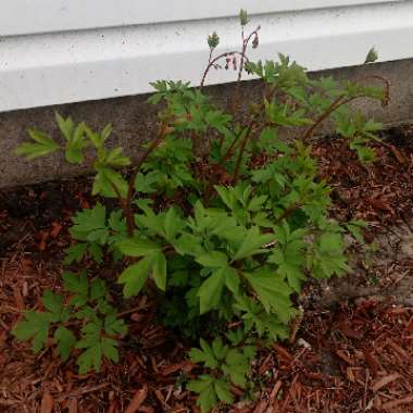 Common Bleeding Heart