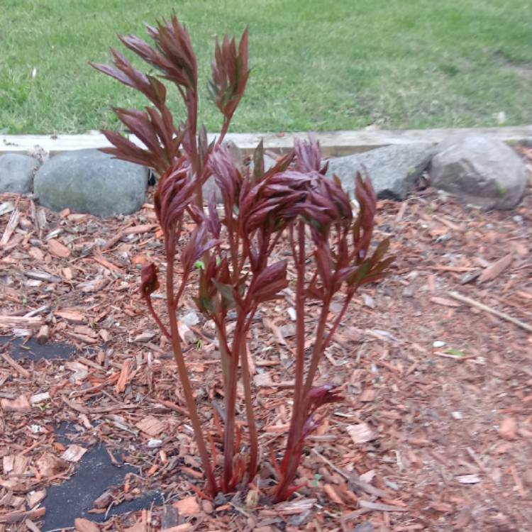 plant image 1027684