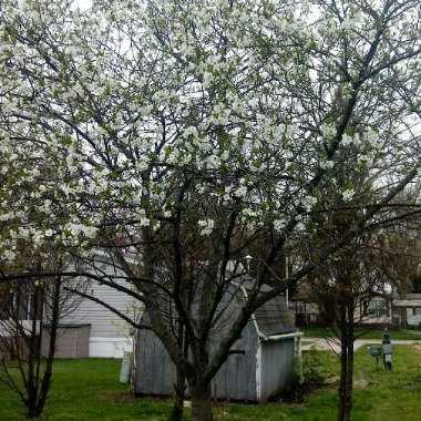 Morello Cherry Tree