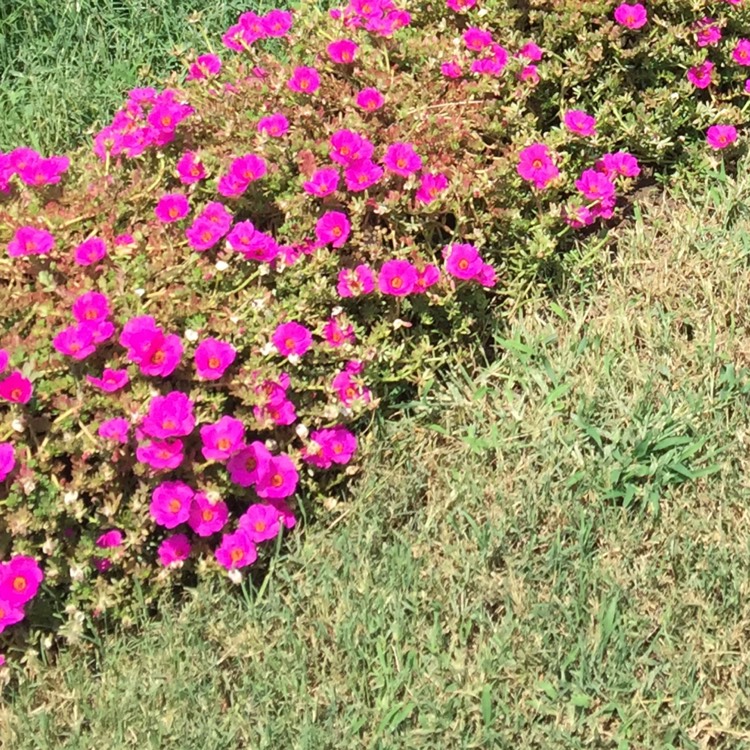 Plant image Portulaca Pilosa