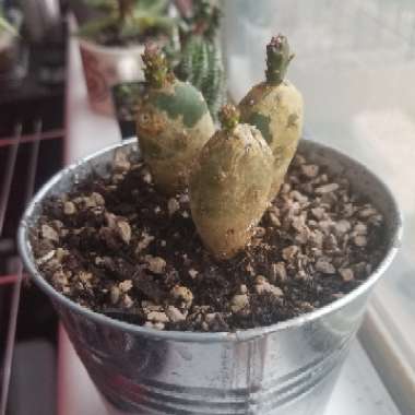 Opuntia Quimilo