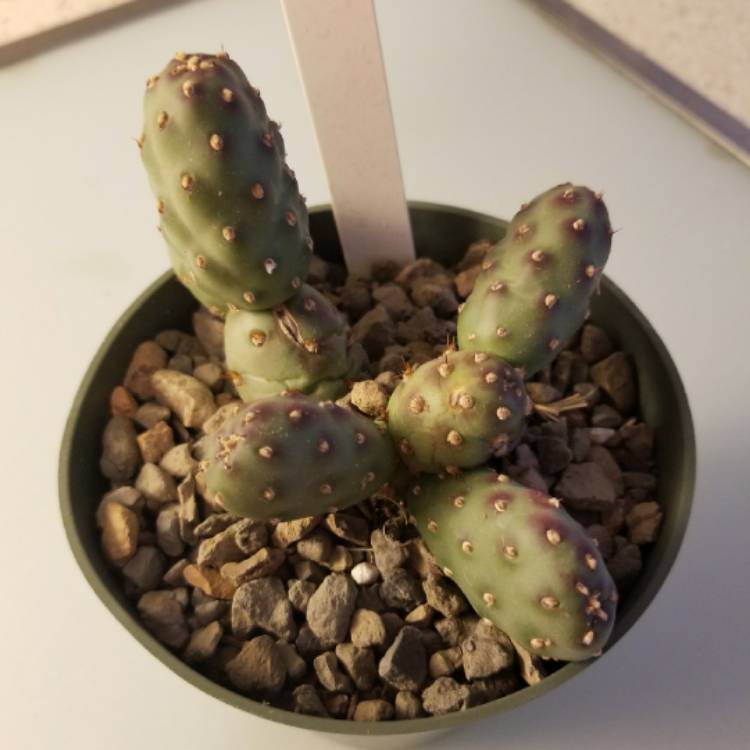 Plant image Opuntia fragilis