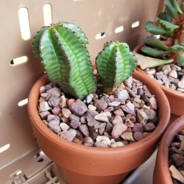 Plant image Euphorbia anoplia