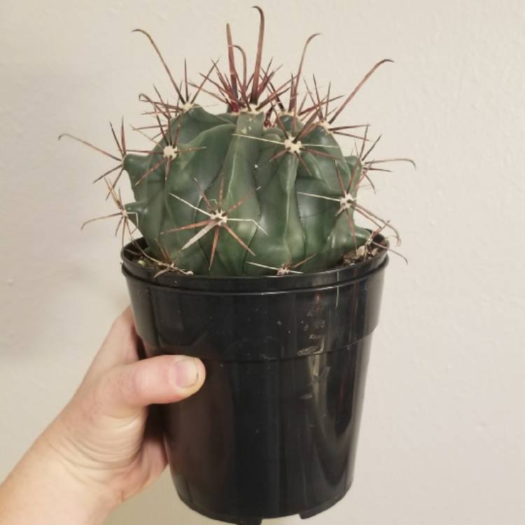 Plant image Ferocactus gracilis var. 'Coloratus'