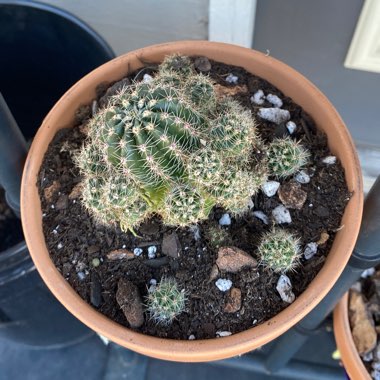 Echinopsis huascha 'Grandiflora'