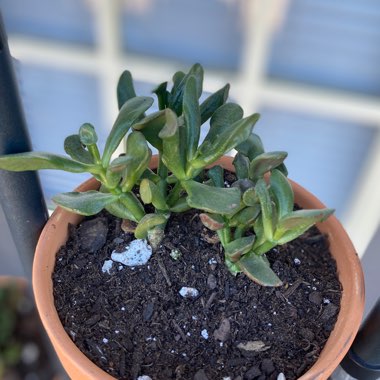 Crassula Ovata 'Ogre Ears'