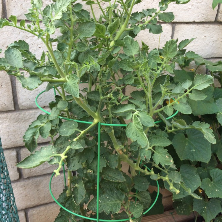 Plant image Solanum lycopersicum 'San Marzano 2' syn. Solanum lycopersicum 'San Marzano II'