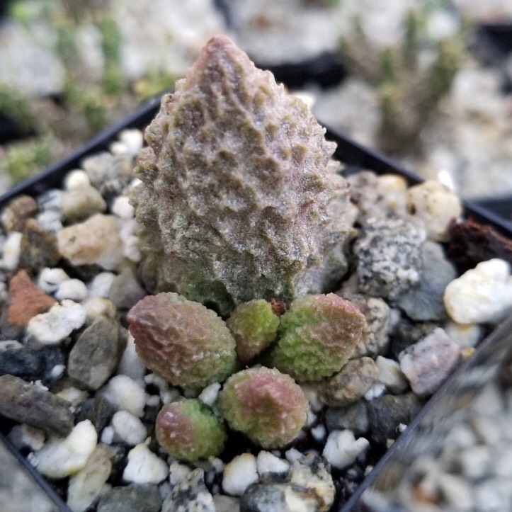 Plant image Ceraria namaquensis