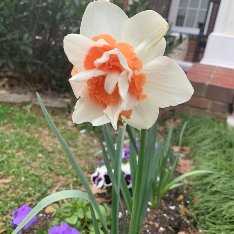 Plant image Narcissus 'Pink Charm'