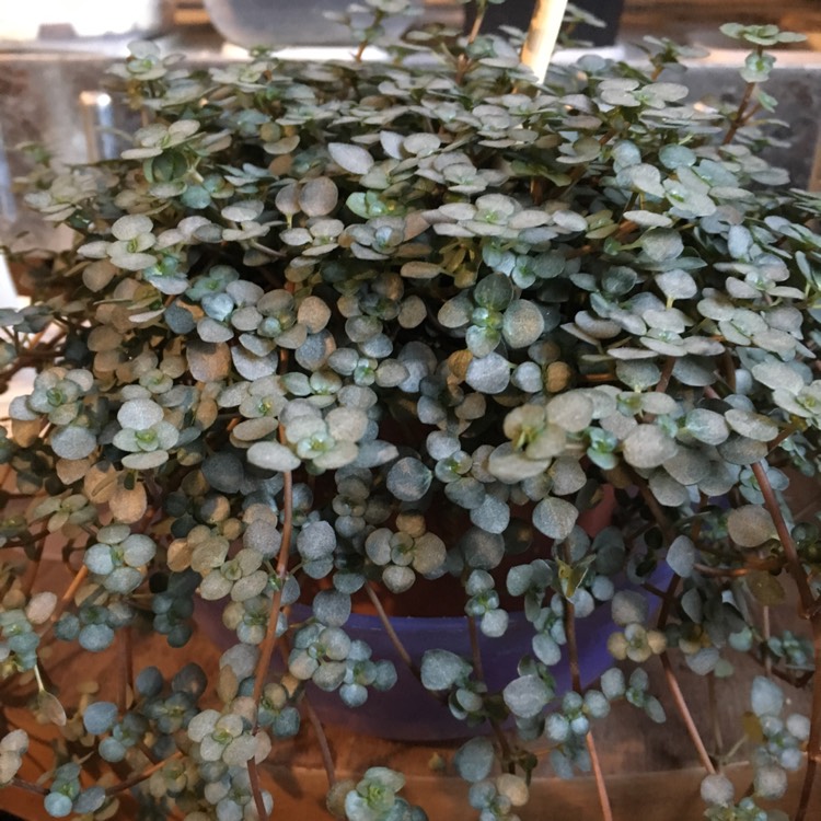 Plant image Pilea Glauca