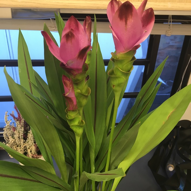 Plant image Curcuma Australasica