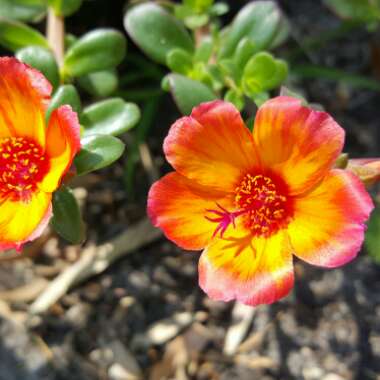 Portulaca Umbraticola