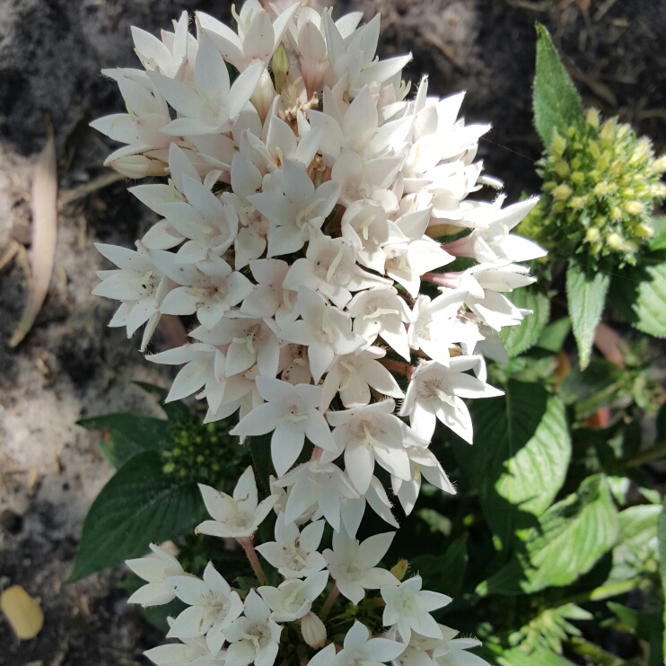 Plant image Pentas lanceolata 'Starcluster White'