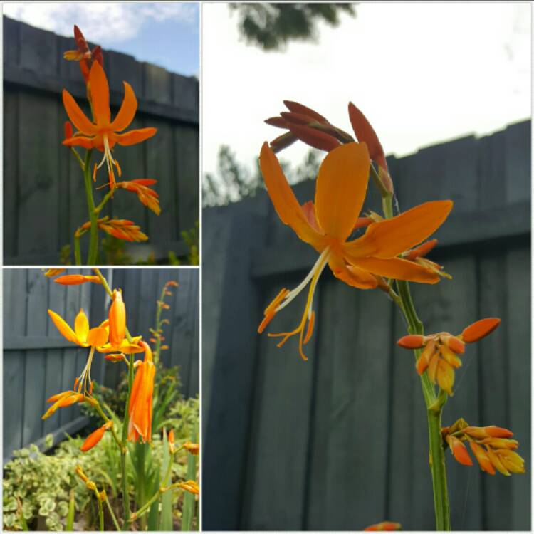 Plant image Crocosmia x crocosmioides 'Castle Ward Late'