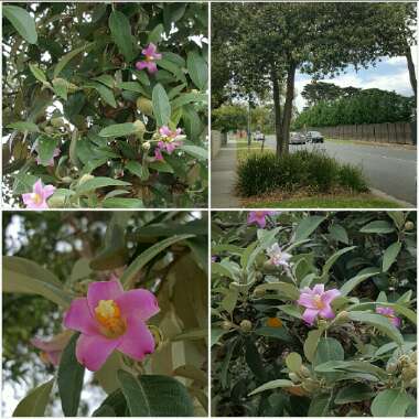 Lagunaria Patersonia