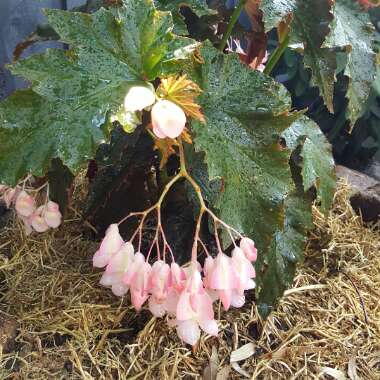 Begonia grandis subsp. evansiana