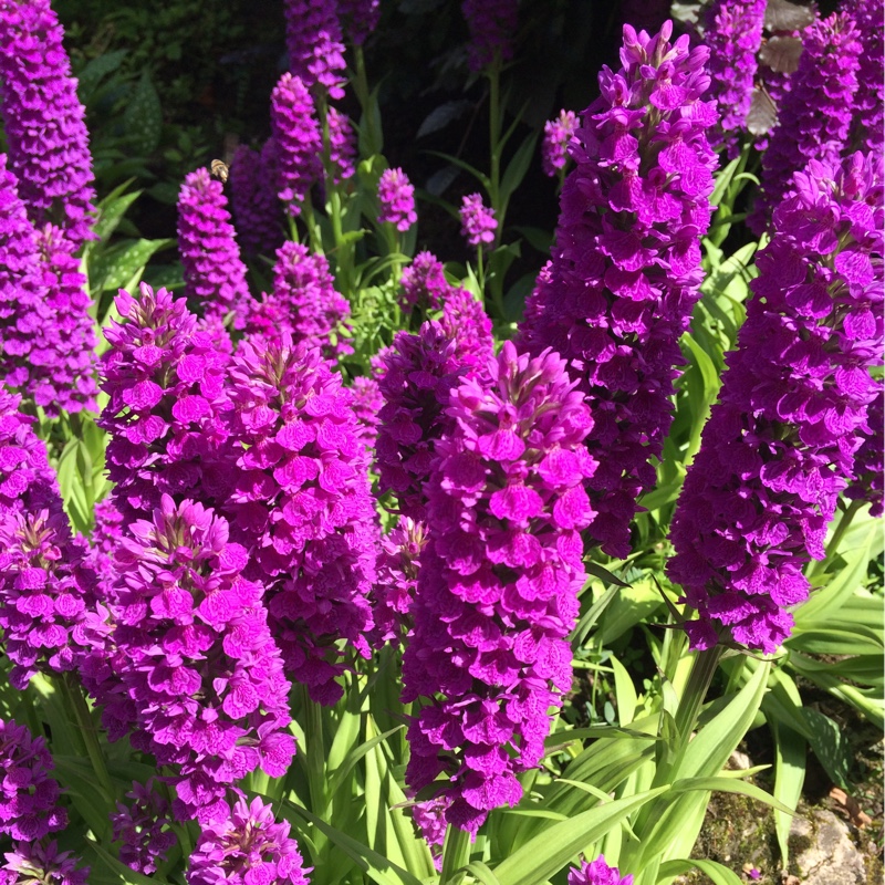 Plant image Dactylorhiza Purpurella