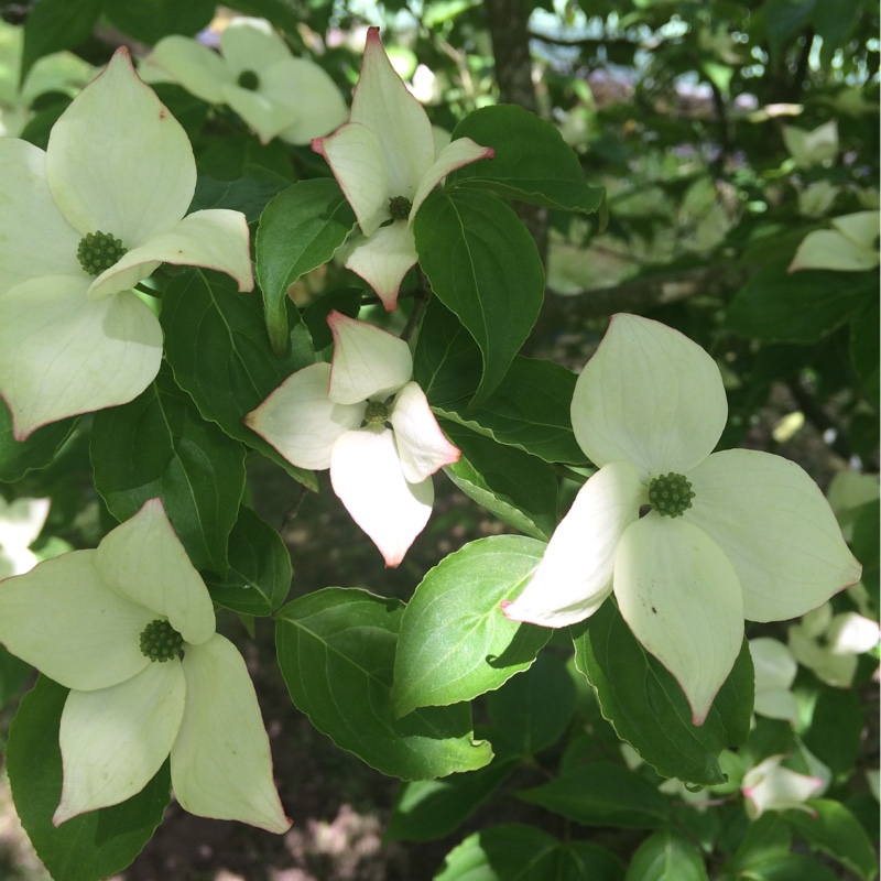 Japanese dogwood