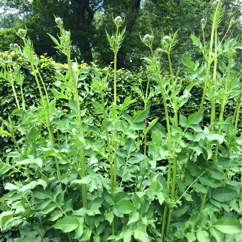 Giant Scabious