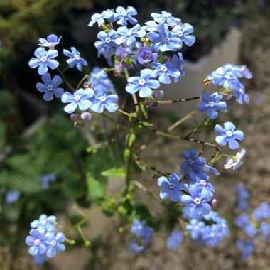 Brunnera macrophylla 'Jack Frost'