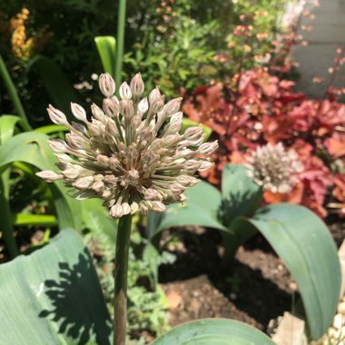 Allium karataviense