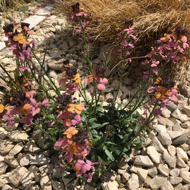 Erysimum 'Super Bowl Sunset'