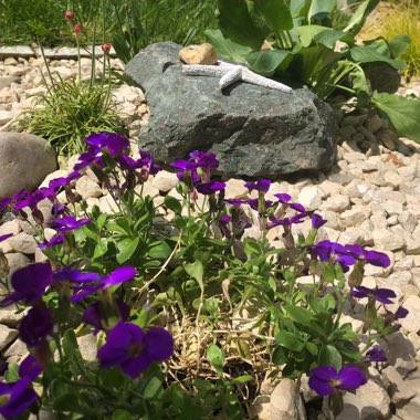 Aubrieta 'Schloss Eckberg'