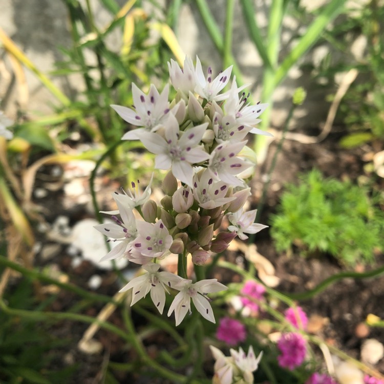 Plant image Allium amplectens 'Graceful Beauty'