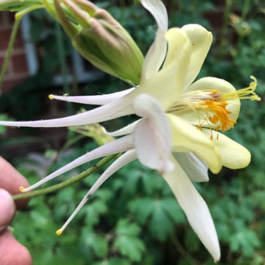 Aquilegia 'McKana Giant'