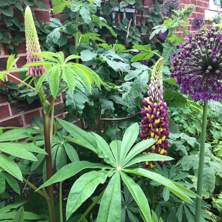 Plant image Lupinus 'Manhattan Lights'